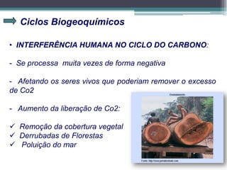 Ciclos Biogeoquímicos
• INTERFERÊNCIA HUMANA NO CICLO DO CARBONO:
- Se processa muita vezes de forma negativa
- Afetando os seres vivos que poderiam remover o excesso
de Co2
- Aumento da liberação de Co2:
 Remoção da cobertura vegetal
 Derrubadas de Florestas
 Poluição do mar
 