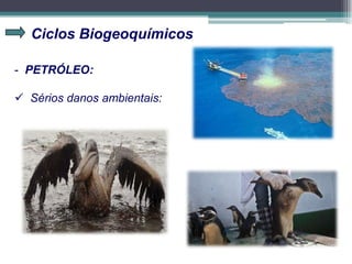 Ciclos Biogeoquímicos
- PETRÓLEO:
 Sérios danos ambientais:
 