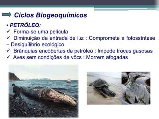 Ciclos Biogeoquímicos
• PETRÓLEO:
 Forma-se uma película
 Diminuição da entrada de luz : Compromete a fotossíntese
– Desiquílibrio ecológico
 Brânquias encobertas de petróleo : Impede trocas gasosas
 Aves sem condições de vôos : Morrem afogadas
 