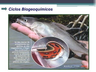 Ciclos Biogeoquímicos
 
