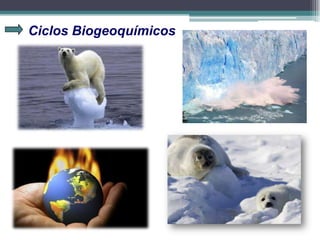 Ciclos Biogeoquímicos
 
