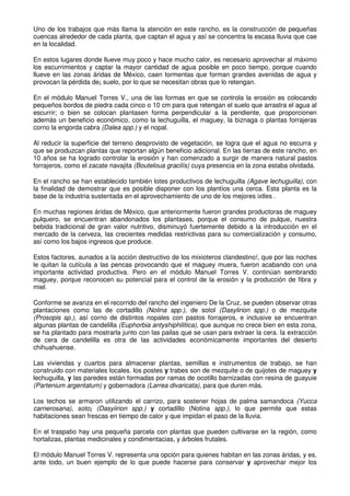 Uno de los trabajos que más llama la atención en este rancho, es la construcción de pequeñas
cuencas alrededor de cada planta, que captan el agua y así se concentra la escasa lluvia que cae
en la localidad.
En estos lugares donde llueve muy poco y hace mucho calor, es necesario aprovechar al máximo
los escurrimientos y captar la mayor cantidad de agua posible en poco tiempo, porque cuando
llueve en las zonas áridas de México, caen tormentas que forman grandes avenidas de agua y
provocan la pérdida de¡ suelo, por lo que se necesitan obras que lo retengan.
En el módulo Manuel Torres V., una de las formas en que se controla la erosión es colocando
pequeños bordos de piedra cada cinco o 10 cm para que retengan el suelo que arrastra el agua al
escurrir; o bien se colocan plantasen forma perpendicular a la pendiente, que proporcionen
además un beneficio económico, como la lechuguilla, el maguey, la biznaga o plantas forrajeras
corno la engorda cabra (Dalea spp.) y el nopal.
Al reducir la superficie del terreno desprovisto de vegetación, se logra que el agua no escurra y
que se produzcan plantas que reportan algún beneficio adicional. En las tierras de este rancho, en
10 años se ha logrado controlar la erosión y han comenzado a surgir de manera natural pastos
forrajeros, como el zacate navajita (Bouteloua gracilís) cuya presencia en la zona estaba olvidada.
En el rancho se han establecido también lotes productivos de lechuguilla (Agave lechuguilla), con
la finalidad de demostrar que es posible disponer con los plantíos una cerca. Esta planta es la
base de la industria sustentada en el aprovechamiento de uno de los mejores ixtles .
En muchas regiones áridas de México, que anteriormente fueron grandes productoras de maguey
pulquero, se encuentran abandonados los plantases, porque el consumo de pulque, nuestra
bebida tradicional de gran valor nutritivo, disminuyó fuertemente debido a la introducción en el
mercado de la cerveza, las crecientes medidas restrictivas para su comercialización y consumo,
así como los bajos ingresos que produce.
Estos factores, aunados a la acción destructivo de los mixioteros clandestino!, que por las noches
le quitan la cutícula a las pencas provocando que el maguey muera, fueron acabando con una
importante actividad productiva. Pero en el módulo Manuel Torres V. continúan sembrando
maguey, porque reconocen su potencial para el control de la erosión y la producción de fibra y
miel.
Conforme se avanza en el recorrido del rancho del ingeniero De la Cruz, se pueden observar otras
plantaciones como las de cortadillo (Nolina spp.), de sotol (Dasylirion spp.) o de mezquite
(Prosopis sp.), así corno de distintos nopales con pastos forrajeros, e inclusive se encuentran
algunas plantas de candelilla (Euphorbia antyshiphilitica), que aunque no crece bien en esta zona,
se ha plantado para mostrarla junto con las pailas que se usan para extraer la cera. la extracción
de cera de candelilla es otra de las actividades económicamente importantes del desierto
chihuahuense.
Las viviendas y cuartos para almacenar plantas, semillas e instrumentos de trabajo, se han
construido con materiales locales. los postes y trabes son de mezquite o de quijotes de maguey y
lechuguilla, y las paredes están formadas por ramas de ocotillo barnizadas con resina de guayuie
(Partenium argentatum) y gobernadora (Larrea divaricata), para que duren más.
Los techos se armaron utilizando el carrizo, para sostener hojas de palma samandoca (Yucca
carnerosana), soto¡ (Dasyiirion spp.) y cortadillo (Notina spp.), lo que permite que estas
habitaciones sean frescas en tiempo de calor y que impidan el paso de la lluvia.
En el traspatio hay una pequeña parcela con plantas que pueden cultivarse en la región, como
hortalizas, plantas medicinales y condimentacias, y árboles frutales.
El módulo Manuel Torres V. representa una opción para quienes habitan en las zonas áridas, y es,
ante todo, un buen ejemplo de lo que puede hacerse para conservar y aprovechar mejor los
 