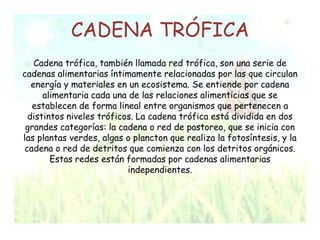 CADENA TRÓFICA
Cadena trófica, también llamada red trófica, son una serie de
cadenas alimentarias íntimamente relacionadas por las que circulan
energía y materiales en un ecosistema. Se entiende por cadena
alimentaria cada una de las relaciones alimenticias que se
establecen de forma lineal entre organismos que pertenecen a
distintos niveles tróficos. La cadena trófica está dividida en dos
grandes categorías: la cadena o red de pastoreo, que se inicia con
las plantas verdes, algas o plancton que realiza la fotosíntesis, y la
cadena o red de detritos que comienza con los detritos orgánicos.
Estas redes están formadas por cadenas alimentarias
independientes.
 