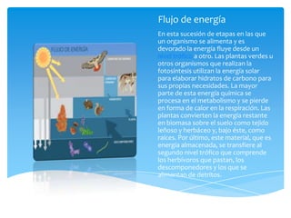 Flujo de energía
En esta sucesión de etapas en las que
un organismo se alimenta y es
devorado la energía fluye desde un
nivel trófico a otro. Las plantas verdes u
otros organismos que realizan la
fotosíntesis utilizan la energía solar
para elaborar hidratos de carbono para
sus propias necesidades. La mayor
parte de esta energía química se
procesa en el metabolismo y se pierde
en forma de calor en la respiración. Las
plantas convierten la energía restante
en biomasa sobre el suelo como tejido
leñoso y herbáceo y, bajo éste, como
raíces. Por último, este material, que es
energía almacenada, se transfiere al
segundo nivel trófico que comprende
los herbívoros que pastan, los
descomponedores y los que se
alimentan de detritos.
 