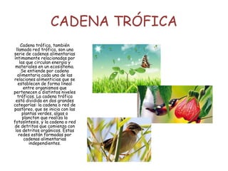 CADENA TRÓFICA
Cadena trófica, también
llamada red trófica, son una
serie de cadenas alimentarias
íntimamente relacionadas por
las que circulan energía y
materiales en un ecosistema.
Se entiende por cadena
alimentaria cada una de las
relaciones alimenticias que se
establecen de forma lineal
entre organismos que
pertenecen a distintos niveles
tróficos. La cadena trófica
está dividida en dos grandes
categorías: la cadena o red de
pastoreo, que se inicia con las
plantas verdes, algas o
plancton que realiza la
fotosíntesis, y la cadena o red
de detritos que comienza con
los detritos orgánicos. Estas
redes están formadas por
cadenas alimentarias
independientes.
 