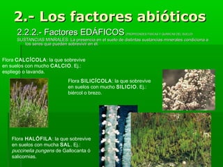 2.- Los factores abióticos
2.2.2.- Factores EDÁFICOS

(PROPIEDADES FÍSICAS Y QUÍMICAS DEL SUELO)

SUSTANCIAS MINRALES: La presencia en el suelo de distintas sustancias minerales condiciona a
los seres que pueden sobrevivir en él.

Flora CALCÍCOLA: la que sobrevive
en suelos con mucho CALCIO. Ej.:
espliego o lavanda.
Flora SILICÍCOLA: la que sobrevive
en suelos con mucho SILICIO. Ej.:
biércol o brezo.

Flora HALÓFILA: la que sobrevive
en suelos con mucha SAL. Ej.:
puccinelia pungens de Gallocanta ó
salicornias.

 