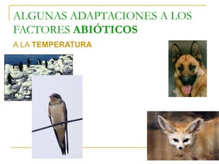 ALGUNAS ADAPTACIONES A LOS
FACTORES ABIÓTICOS
A LA TEMPERATURA

 