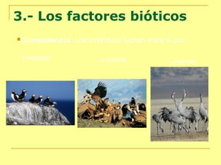 3.- Los factores bióticos
Competencia:

- El espacio

Los individuos luchan entre sí por:
- La comida

- La pareja

 