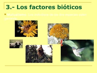 3.- Los factores bióticos
Mutualismo: Los individuos de las dos especies salen
ganando.


 