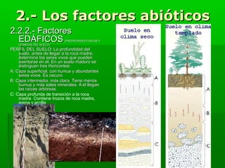 2.- Los factores abióticos
2.2.2.- Factores
EDÁFICOS

(PROPIEDADES FÍSICAS Y

QUÍMICAS DEL SUELO)

PERFIL DEL SUELO: La profundidad del
suelo, antes de llegar a la roca madre,
determina los seres vivos que pueden
asentarse en él. En un suelo maduro se
distinguen tres Horizontes:
A: Capa superficial, con humus y abundantes
seres vivos. Es oscuro
B: Capa intermedia, más clara. Tiene menos
humus y más sales minerales. A él llegan
las raíces arbóreas.
C: Capa profunda de transición a la roca
madre. Contiene trozos de roca madre,
arena y arcilla.

 
