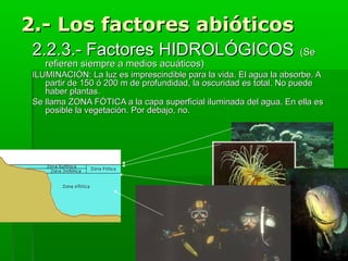 2.- Los factores abióticos
2.2.3.- Factores HIDROLÓGICOS

(Se

refieren siempre a medios acuáticos)

ILUMINACIÓN: La luz es imprescindible para la vida. El agua la absorbe. A
partir de 150 ó 200 m de profundidad, la oscuridad es total. No puede
haber plantas.
Se llama ZONA FÓTICA a la capa superficial iluminada del agua. En ella es
posible la vegetación. Por debajo, no.

 