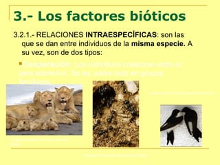 3.- Los factores bióticos
3.2.1.- RELACIONES INTRAESPECÍFICAS: son las
que se dan entre individuos de la misma especie. A
su vez, son de dos tipos:
Cooperación:

Los individuos colaboran entre sí
para sobrevivir. Se da, sobre todo en grupos
familiares.
Colaboración macho-hembra para la cría

Cuidado colectivo de crías entre los
leones
Reparto de labores entre las hormigas

 
