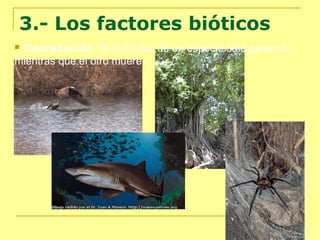 3.- Los factores bióticos
Depredación: El individuo de un especie sale ganando,
mientras que el otro muere.


 