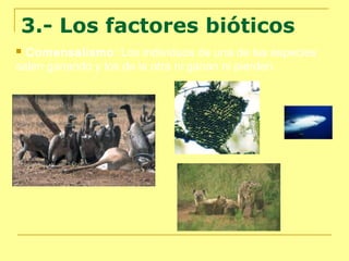 3.- Los factores bióticos
Comensalismo: Los individuos de una de las especies
salen ganando y los de la otra ni ganan ni pierden.


 