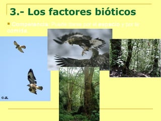 3.- Los factores bióticos
Competencia: Puede darse por el espacio y por la
comida.


 