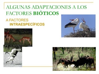 ALGUNAS ADAPTACIONES A LOS
FACTORES BIÓTICOS
A FACTORES
INTRAESPECÍFICOS

 