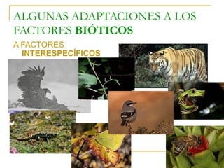 ALGUNAS ADAPTACIONES A LOS
FACTORES BIÓTICOS
A FACTORES
INTERESPECÍFICOS

 