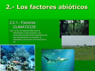 2.- Los factores abióticos
2.2.1.- Factores
CLIMÁTICOS
LUZ: La luz es imprescindible para la
fotosíntesis y otros procesos. Las
variaciones de este factor dependerán de
tres características: la cantidad, la
intensidad y la duración (en horas) de la
luz.

 