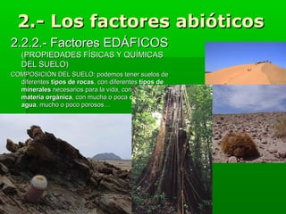 2.- Los factores abióticos
2.2.2.- Factores EDÁFICOS
(PROPIEDADES FÍSICAS Y QUÍMICAS
DEL SUELO)
COMPOSICIÓN DEL SUELO: podemos tener suelos de
diferentes tipos de rocas, con diferentes tipos de
minerales necesarios para la vida, con mucha o poca
materia orgánica, con mucha o poca cantidad de
agua, mucho o poco porosos…

 