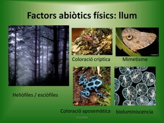 Factors abiòtics físics: llum

Coloració críptica

Mimetisme

Heliòfiles / esciòfiles
Coloració aposemàtica bioluminiscencia
ECOLOGIA

 