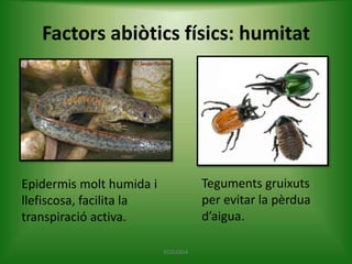 Factors abiòtics físics: humitat

Teguments gruixuts
per evitar la pèrdua
d’aigua.

Epidermis molt humida i
llefiscosa, facilita la
transpiració activa.
ECOLOGIA

 