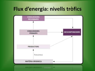 Flux d’energia: nivells tròfics

ECOLOGIA

 