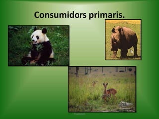 Consumidors primaris.

ECOLOGIA

 