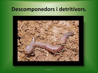 Descomponedors i detritívors.

ECOLOGIA

 