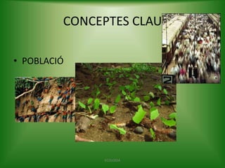 CONCEPTES CLAU
• POBLACIÓ

ECOLOGIA

 