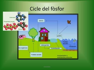Cicle del fòsfor

ECOLOGIA

 