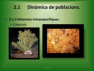 2.1

Dinàmica de poblacions.

• 2.1.3 Relacions intraespecífiques.
– Colonials

ECOLOGIA

 