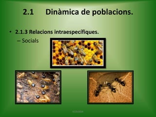 2.1

Dinàmica de poblacions.

• 2.1.3 Relacions intraespecífiques.
– Socials

ECOLOGIA

 