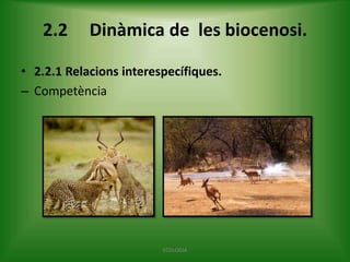 2.2

Dinàmica de les biocenosi.

• 2.2.1 Relacions interespecífiques.
– Competència

ECOLOGIA

 