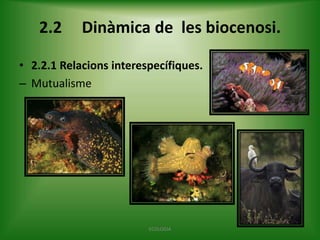 2.2

Dinàmica de les biocenosi.

• 2.2.1 Relacions interespecífiques.
– Mutualisme

ECOLOGIA

 
