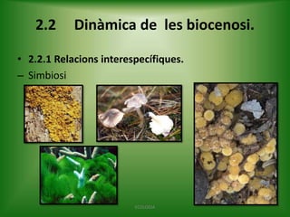 2.2

Dinàmica de les biocenosi.

• 2.2.1 Relacions interespecífiques.
– Simbiosi

ECOLOGIA

 