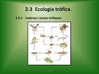 2.3 Ecologia tròfica.
2.3.2 Cadenes i xarxes tròfiques.

ECOLOGIA

 