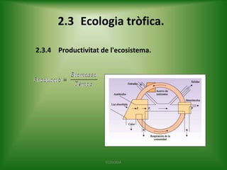 2.3 Ecologia tròfica.
2.3.4 Productivitat de l'ecosistema.

ECOLOGIA

 