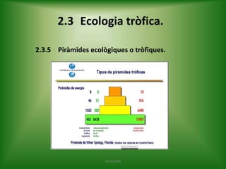 2.3 Ecologia tròfica.
2.3.5 Piràmides ecològiques o tròfiques.

ECOLOGIA

 