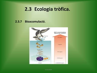 2.3 Ecologia tròfica.
2.3.7 Bioacomulació.

ECOLOGIA

 