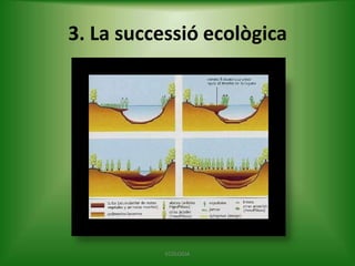 3. La successió ecològica

ECOLOGIA

 