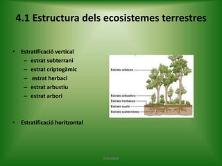 4.1 Estructura dels ecosistemes terrestres
• Estratificació vertical
– estrat subterrani
– estrat criptogàmic
– estrat herbaci
– estrat arbustiu
– estrat arbori

• Estratificació horitzontal

ECOLOGIA

 