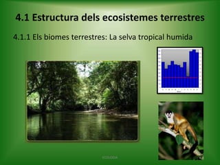 4.1 Estructura dels ecosistemes terrestres
4.1.1 Els biomes terrestres: La selva tropical humida

ECOLOGIA

 