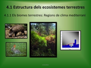 4.1 Estructura dels ecosistemes terrestres
4.1.1 Els biomes terrestres: Regions de clima mediterrani

ECOLOGIA

 