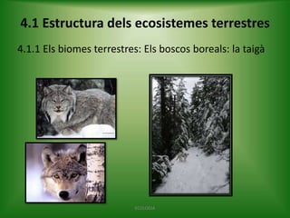4.1 Estructura dels ecosistemes terrestres
4.1.1 Els biomes terrestres: Els boscos boreals: la taigà

ECOLOGIA

 