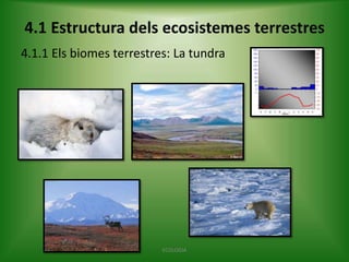4.1 Estructura dels ecosistemes terrestres
4.1.1 Els biomes terrestres: La tundra

ECOLOGIA

 