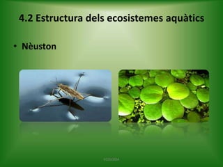 4.2 Estructura dels ecosistemes aquàtics
• Nèuston

ECOLOGIA

 