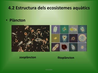 4.2 Estructura dels ecosistemes aquàtics
• Plàncton

zooplàncton

fitoplàncton

ECOLOGIA

 