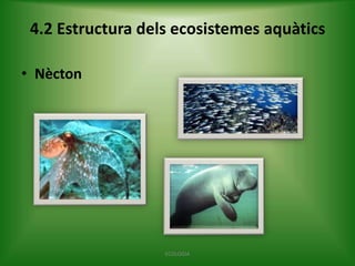 4.2 Estructura dels ecosistemes aquàtics
• Nècton

ECOLOGIA

 