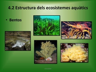 4.2 Estructura dels ecosistemes aquàtics
• Bentos

ECOLOGIA

 