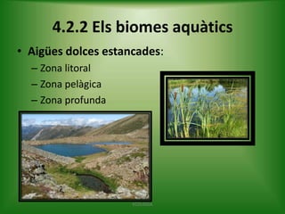 4.2.2 Els biomes aquàtics
• Aigües dolces estancades:
– Zona litoral
– Zona pelàgica
– Zona profunda

ECOLOGIA

 